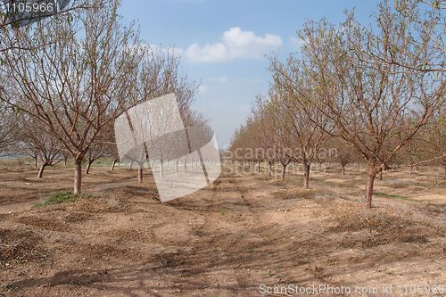 Image of Alley in the orchard in early spring