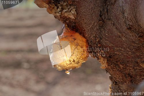 Image of Amber resin drop on fruit tree