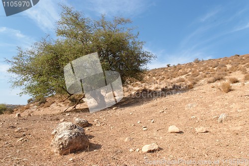 Image of Lonely tree on the hill in the desert