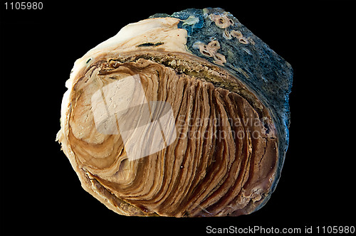 Image of thromb in blood vessel