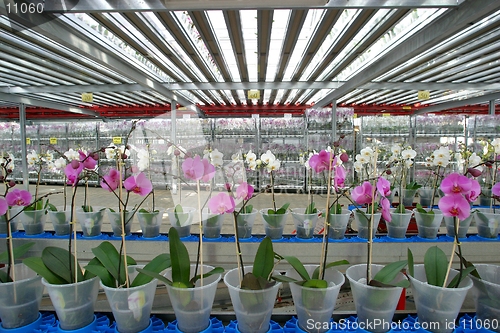 Image of orchid nursery