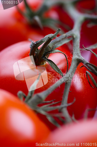 Image of Closeup of red tomatoes