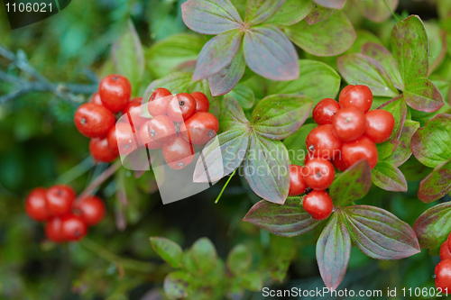 Image of Cornus suecica - Bunchberry