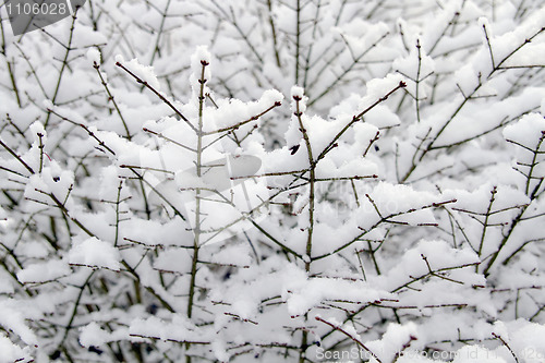 Image of Winter Snow on Plant