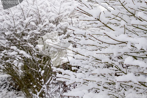Image of Winter Snow on Deciduous Plant