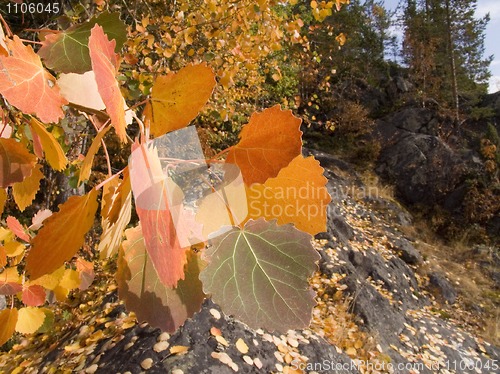 Image of Branch of a tree