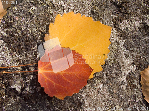 Image of Autumn leaves