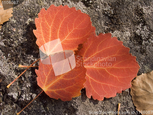 Image of leaves 