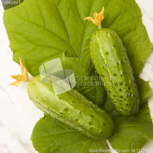 Image of two cucumbers