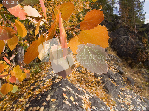 Image of Branch of a tree