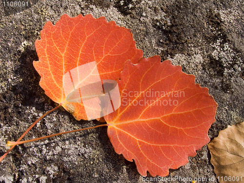 Image of autumn leaves