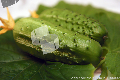 Image of cucumber 
