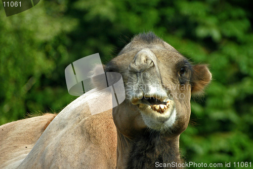 Image of Camel