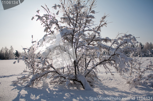 Image of Snovy bush