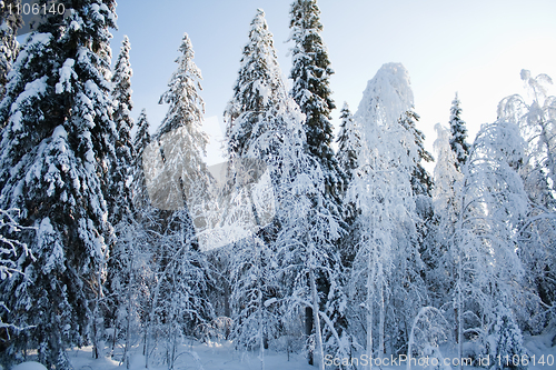 Image of Snovy trees