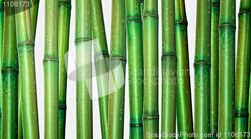 Image of bamboo background