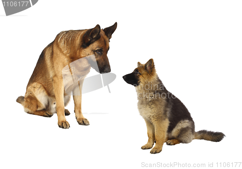 Image of german shepard family