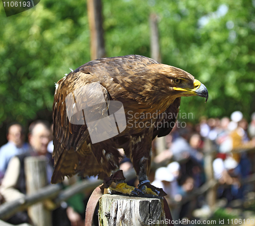 Image of golden eagle portrait