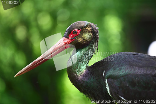 Image of Ciconia nigra