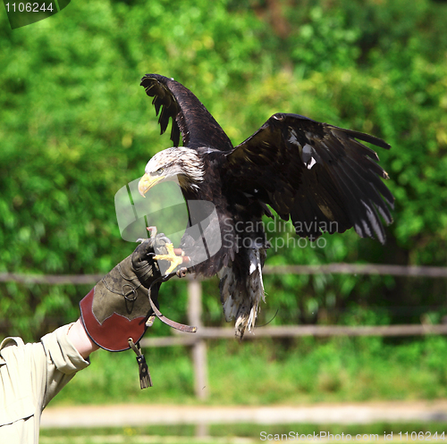 Image of bald eagle background