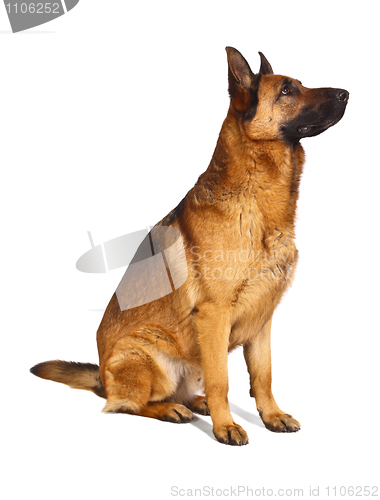 Image of german shepard