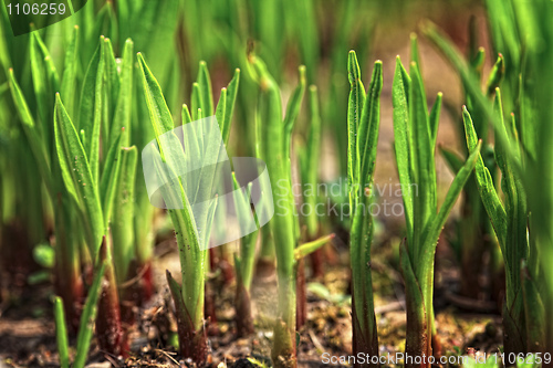 Image of little green plant