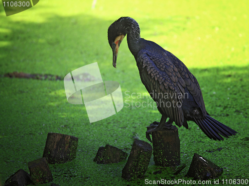 Image of wild bird background