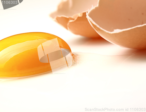 Image of egg