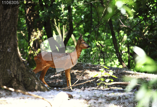 Image of dear in forest