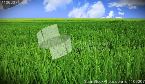 Image of grass field and sky