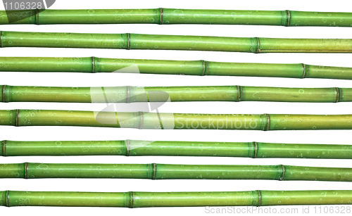 Image of bamboo background