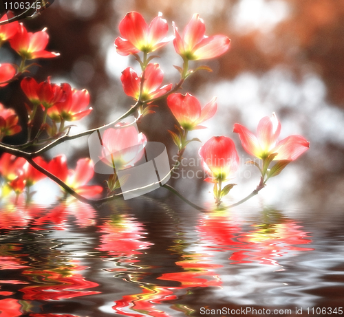Image of red flower background