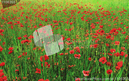 Image of poppy field