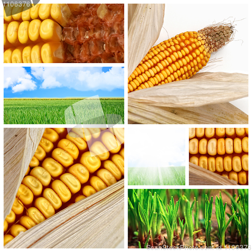 Image of agriculture corn background