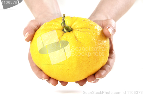 Image of grapefruit and hands