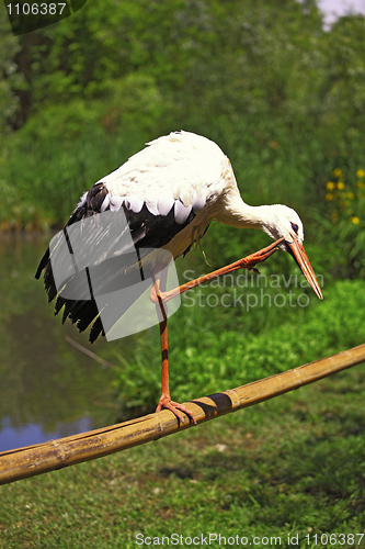 Image of White Stork