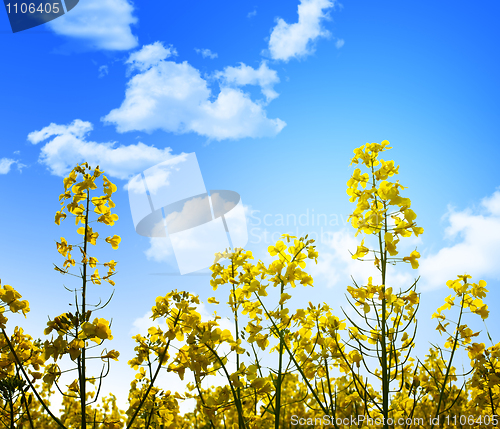 Image of yellow flowers and blue sky