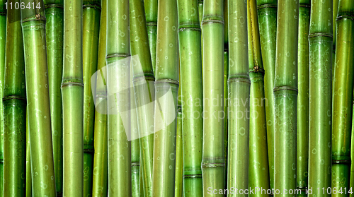 Image of fresh bamboo background