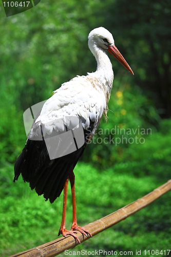 Image of White Stork