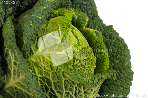 Image of Savoy Cabbage closeup