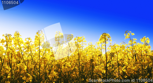 Image of yellow flowers and blue sky
