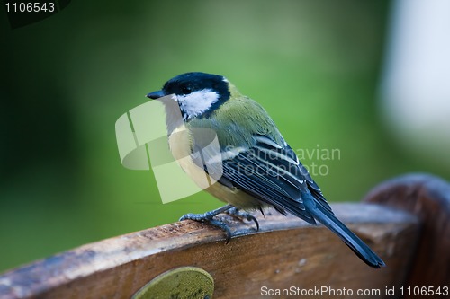 Image of Great tit