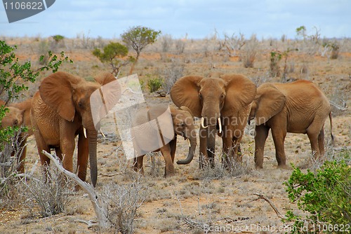 Image of elephant