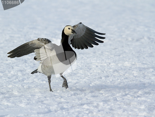 Image of Barnacle Goose