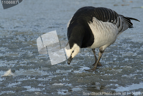 Image of Barnacle Goose