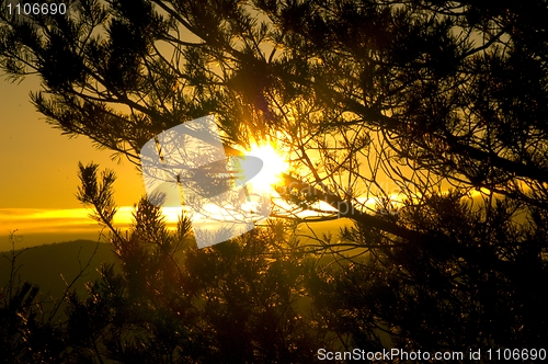 Image of Sun behind a tree