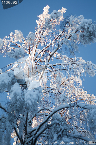 Image of Snovy tree