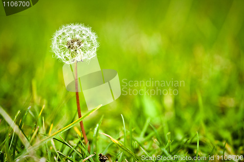 Image of Dandelion in a green meadow