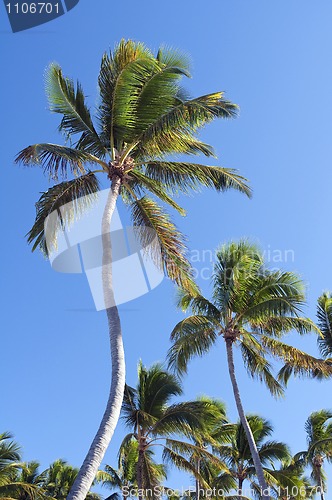 Image of Palm trees.