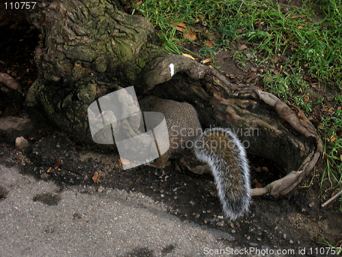 Image of squirrel 2